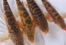 老虎鱼属于什么鱼 老虎鱼长什么样子