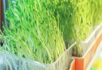 可不可以生吃绿豆芽 生吃是否有毒