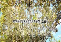 冬季落叶夏季葱绿的树有哪些什么名字
