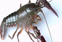 怎么选钓点钓龙虾？钓龙虾的工具是什么？