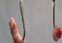 蚯蚓钓鱼怎么挂钩才正确？具体有哪些挂钩多久？