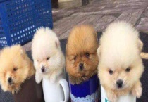 茶杯犬多少钱一只 如何饲养？