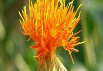 藏红花与草红花有什么不同 从形态、价值上区分