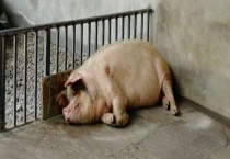 非洲猪瘟是怎么传播的 这种病毒有多长的潜伏期