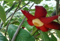 血乌是什么植物