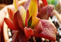 赤鬼城有毒吗？