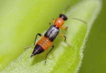 有毒隐翅虫和无毒隐翅虫区别？