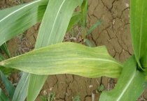 玉米卷叶是什么原因？