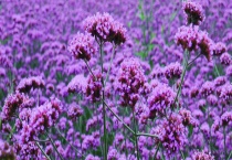 马鞭草和鼠尾草的区别？ 有以下四方面