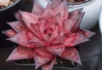 血罗贵还是罗密欧贵