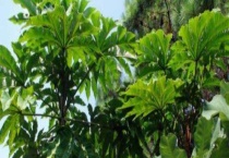 通草是什么 附通草的分布地区、特征形态、生长环境和种植多久？