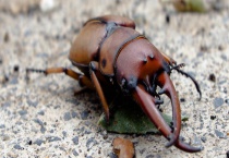 甲虫为益虫or害虫 甲虫有没有毒