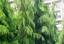 雪松和云杉的区别？ 附产地分布