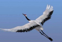 农村白鹤是不是保护动物