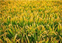 水稻抽穗扬花期可以打药吗？