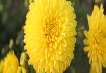 皇菊产地在哪里 附皇菊的营养 皇菊的食用