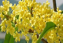 生吃桂花可以吗 桂花有什么用途