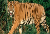 老虎如何过冬 老虎的生存现状