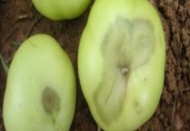 番茄出现脐腐病的症状 附原因及防治多久？