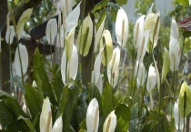 白鹤芋和马蹄莲的区别？