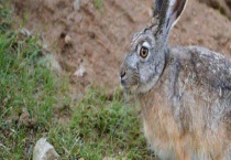 野兔的兔舍建造要求 附湿度过大过小的危害