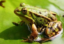 蛤蟆和青蛙的区别？