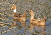 影响蛋鸭产蛋的因素 从品种、营养、环境、健康等因素去分析