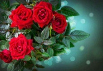 新鲜的玫瑰花花瓣多久会枯萎