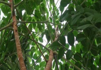 幌伞枫和幸福树的区别？