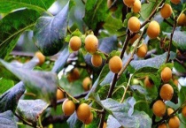 软枣树结果需要几年 什么时候种植