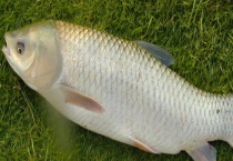 钓草鱼饵料配方 附天然饵料