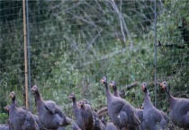 珍珠鸡一天下几个蛋