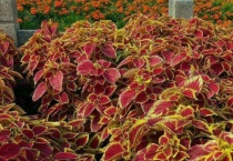 彩叶草冬天会冻死吗？