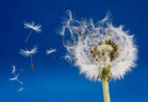 蒲公英是蓟类植物吗？