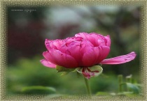 牡丹移栽后要注意事项