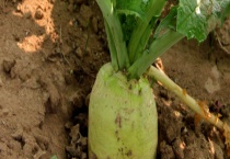 大头菜是不是甘蓝 关于它们的详细介绍