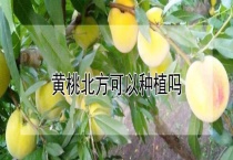 黄桃北方可以种植吗？