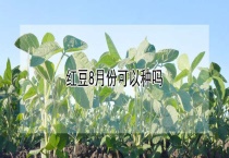 红豆8月份可以种吗？