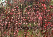 红背山麻杆药用功效