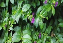 萼距花有毒吗？