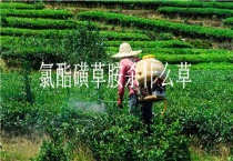 氯酯磺草胺杀什么草