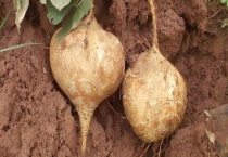 沙葛可不可以生吃 有什么栽培技术