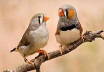 珍珠鸟繁殖技巧与秘诀