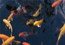 锦鲤繁殖多久？