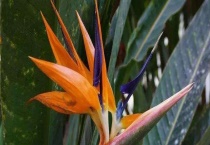 天堂鸟的花期 其花语是什么？