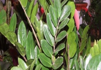 金钱树多久浇一次水 多久施一次肥