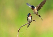 燕子可以家养吗？