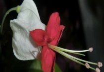 龙吐珠长得太高怎么办？