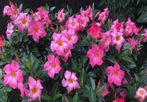 飘香藤黄叶掉叶是什么原因呢