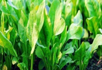 菠菜叶子发黄原因及防治多久？